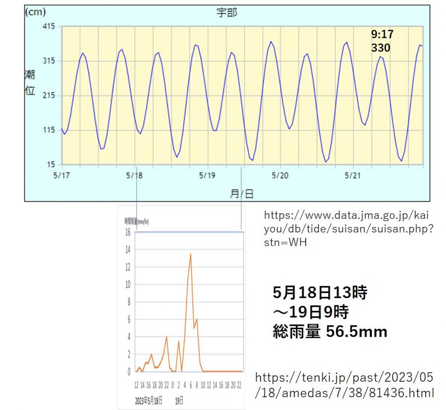 5月2日、21日に中川河口ヨシ原のマコモの状況を確認しました。