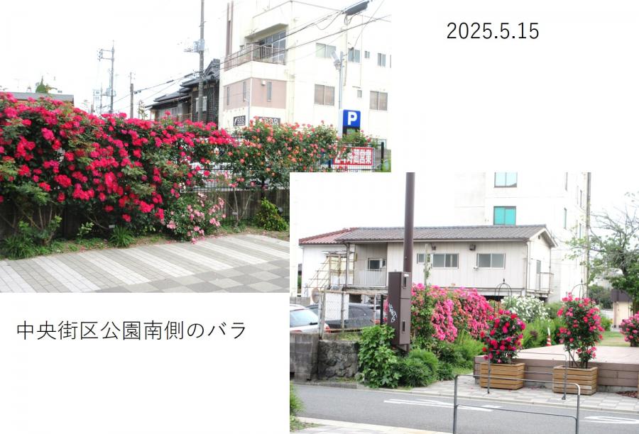 宇部市の市花バラがきれいな季節です。